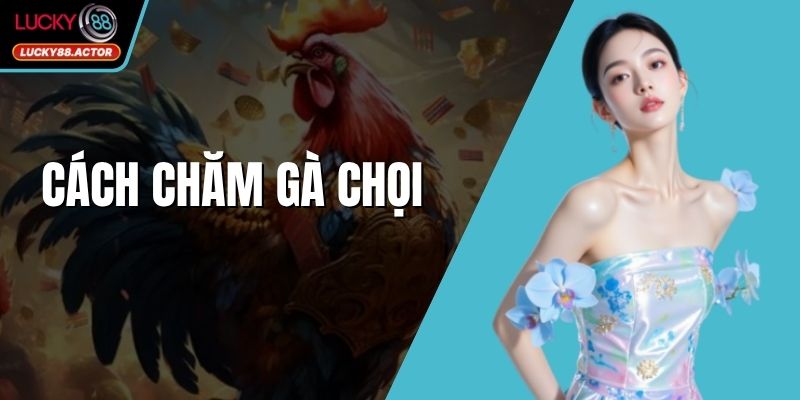Cách Chăm Gà Chọi