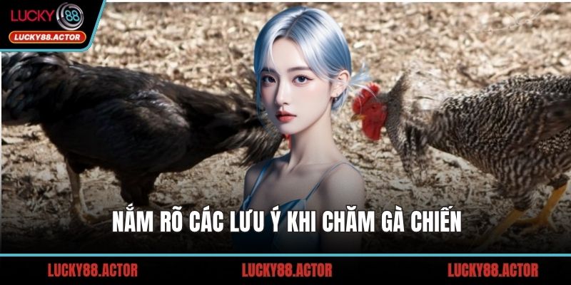 Nắm rõ các lưu ý khi chăm gà chiến