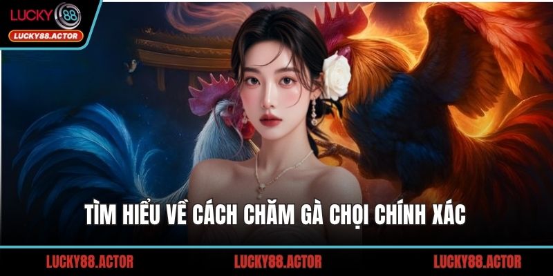 Tìm hiểu về cách chăm gà chọi chính xác 
